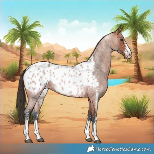 Horse Color:Bay Roan Sabino Near Leopard 