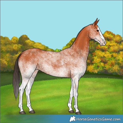 Horse Color:White Spotted Bay Splash Rabicano 