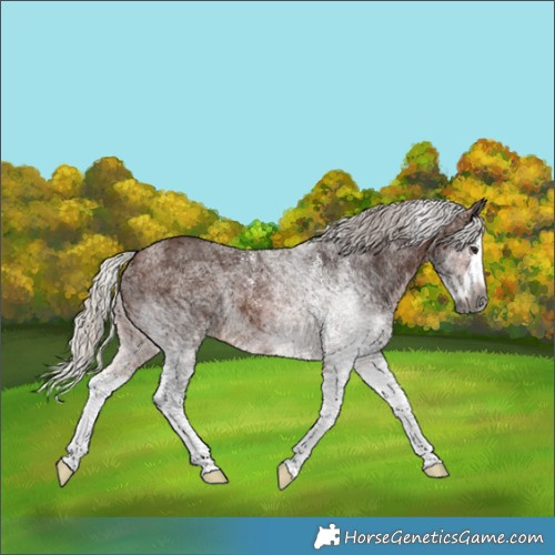 Horse Color:Gray White Spotted Silver Bay Splash