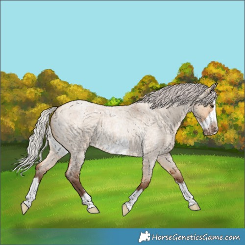Horse Color:Silver Bay Roan Dun Splash Frame Rabicano 