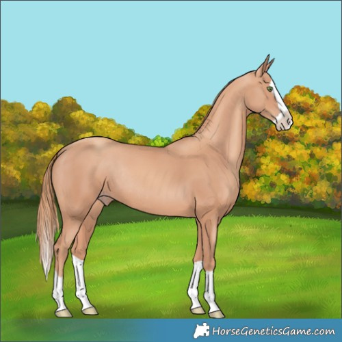 Horse Color:Gold Champagne Splash Rabicano