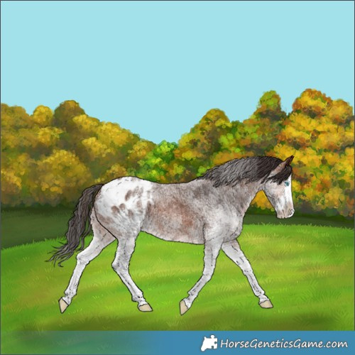Horse Color:White Spotted Bay Splash Blanket