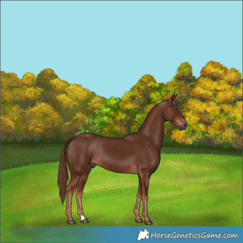 Horse Color:Gray Chestnut