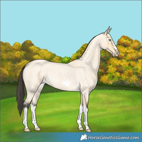 Horse Color:Buckskin Roan Dun Splash Frame 