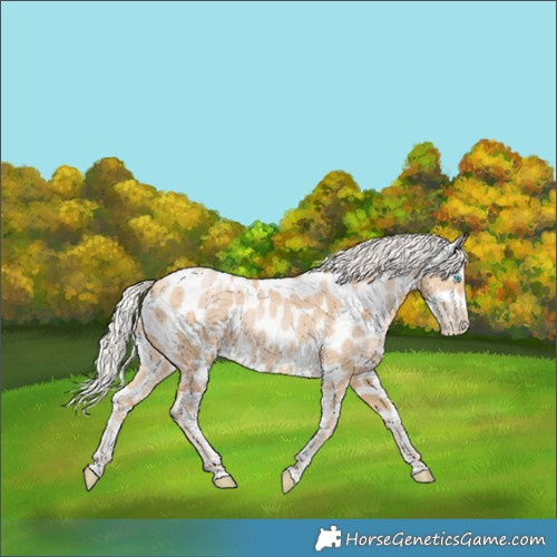 Horse Color:Silver Buckskin Pearl Appaloosa 