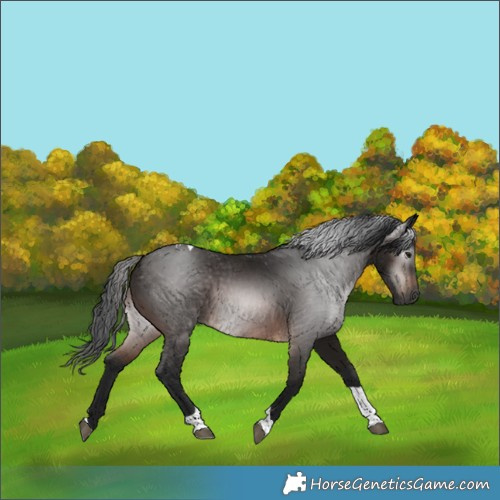 Horse Color:Gray Bay Tobiano 