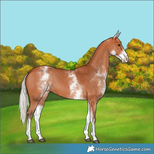 Horse Color:White Spotted Silver Bay Varnish
