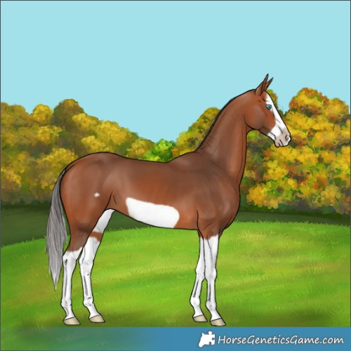 Horse Color:Bay Splash Frame