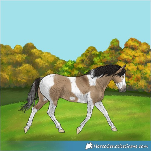 Horse Color:Gray Bay Dun Splash Tobiano Frame