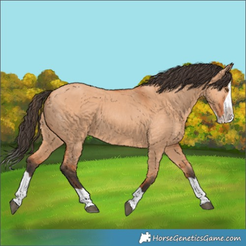 Horse Color:Bay Dun Splash 