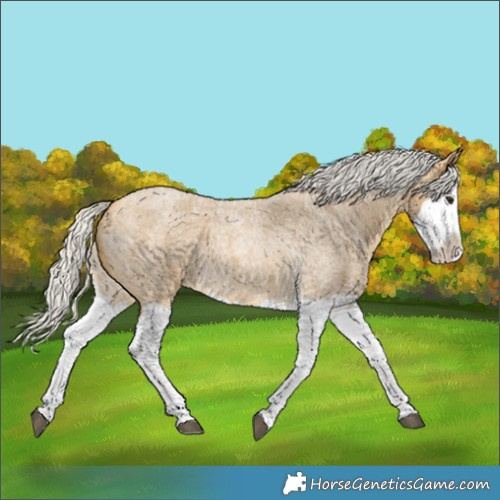 Horse Color:Silver Buckskin Roan Splash