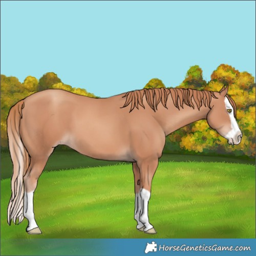 Horse Color:Gold Champagne Splash 