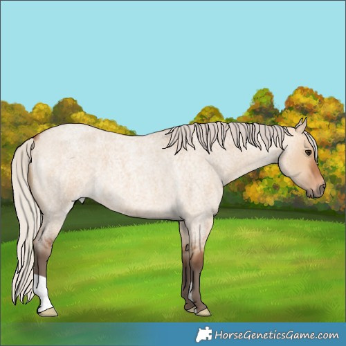 Horse Color:Silver Bay Roan Dun