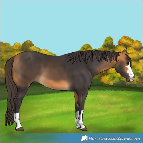 Horse Color:Buckskin 