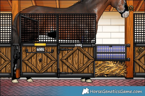 Horse Color:Bay Sabino 