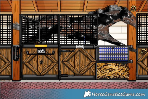 Horse Color:Bay Sabino Rabicano 