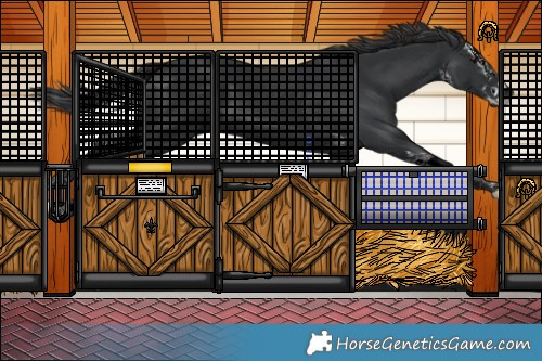 Horse Color:Black Sabino Splash