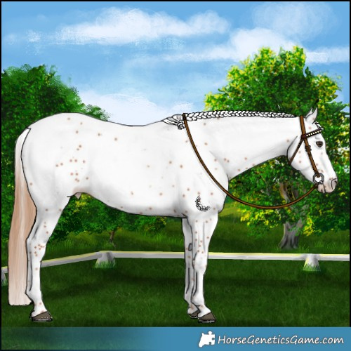 Horse Color:White Spotted Chestnut 