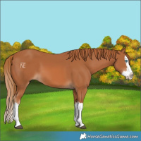 Horse Color:Chestnut Splash 