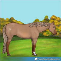 Horse Color:Red Dun 