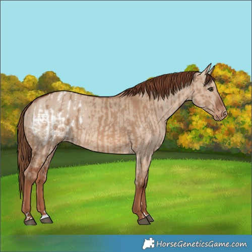 Horse Color:Red Dun Blanket and Red Dun Varnish