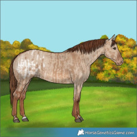 Horse Color:Red Dun Blanket and Red Dun Varnish
