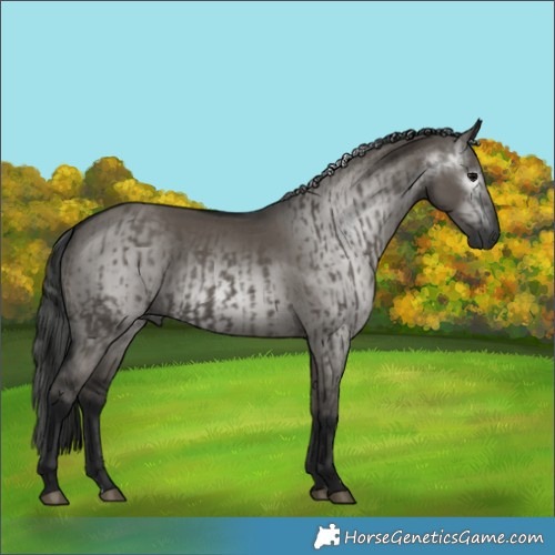 Horse Color:Gray Grullo and Gray Grullo