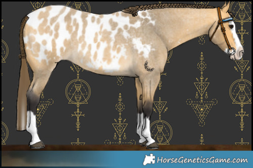 Horse Color:Buckskin Roan Splash Near Leopard 