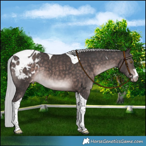Horse Color:Platinum Silver Brown Tobiano Appaloosa Rabicano 