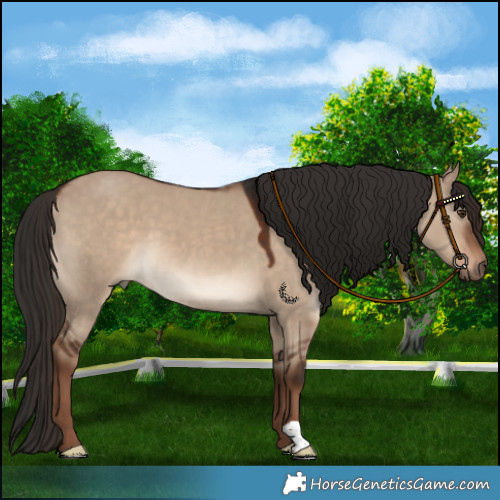 Horse Color:Liver Red Dun