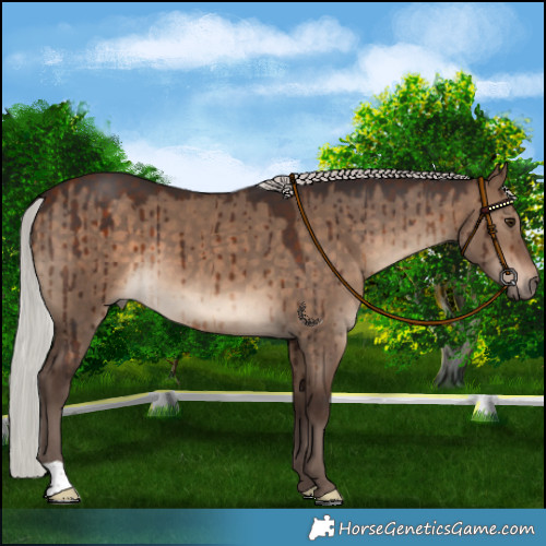 Horse Color:Silver Bay Dun Brindle
