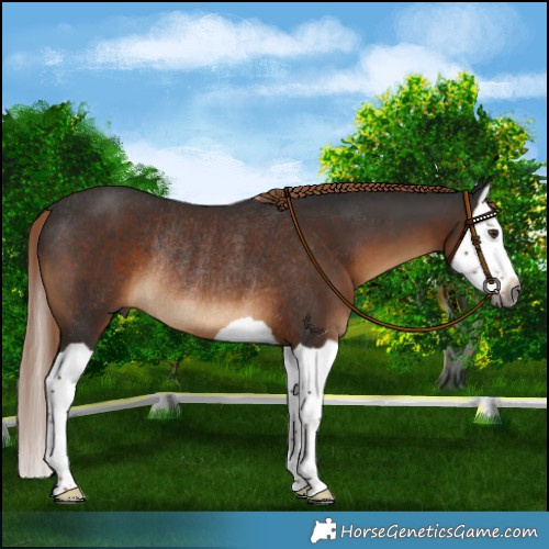 Horse Color:Gray Liver Chestnut Splash Rabicano