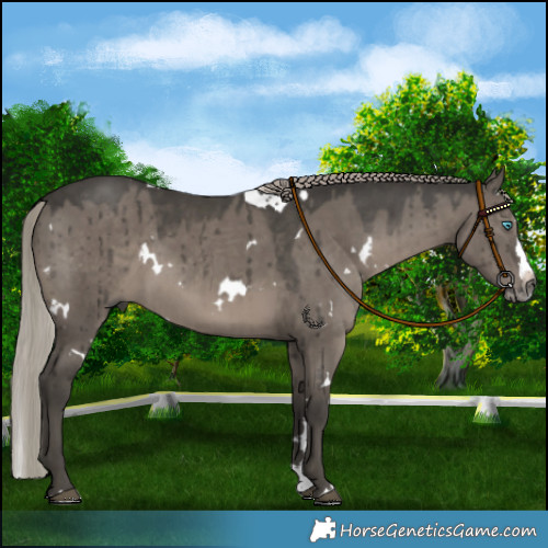 Horse Color:Gray White Spotted Silver Grullo Splash Brindle