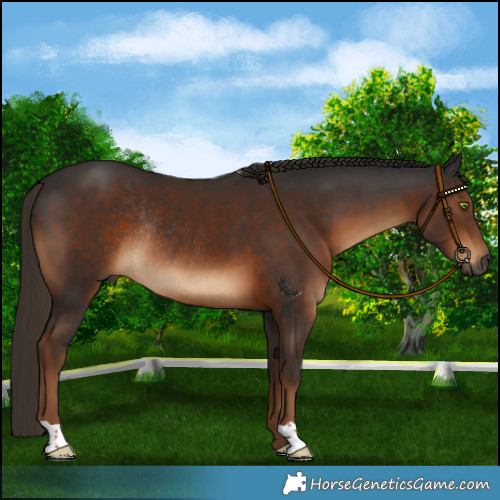 Horse Color:Gray Liver Chestnut Rabicano