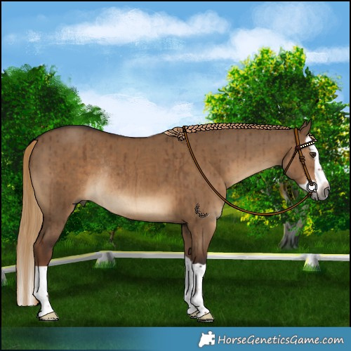 Horse Color:Gray Liver Red Dun Splash Rabicano Brindle