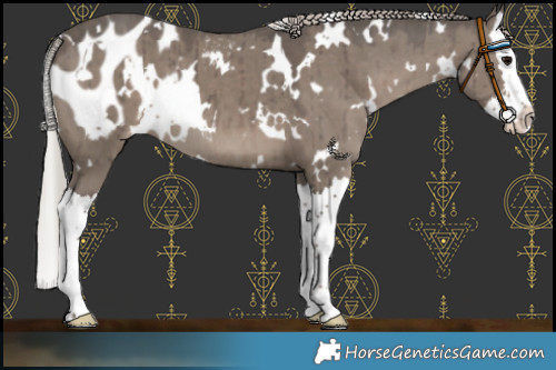 Horse Color:White Spotted Silver Grullo Splash Blanket Brindle