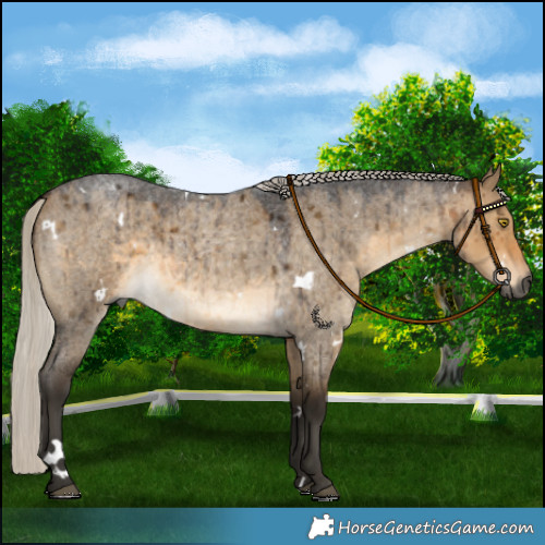 Horse Color:Gray White Spotted Silver Buckskin Roan Dun Brindle 