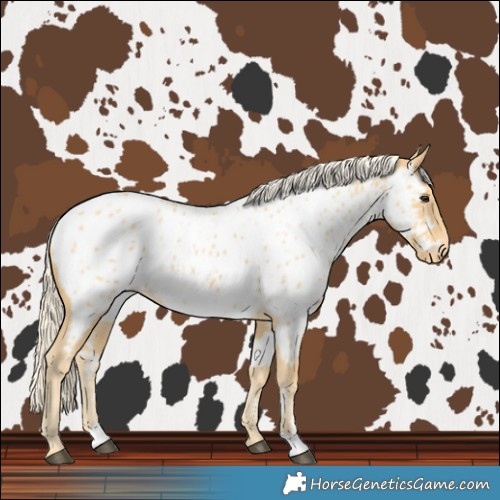 Horse Color:Palomino Near Leopard