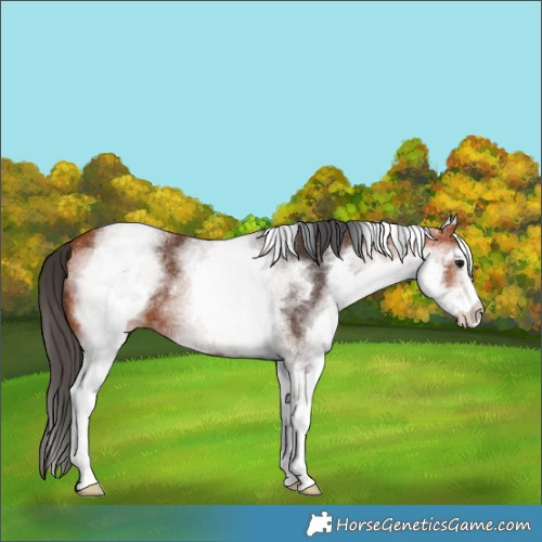 Horse Color:White Spotted Bay