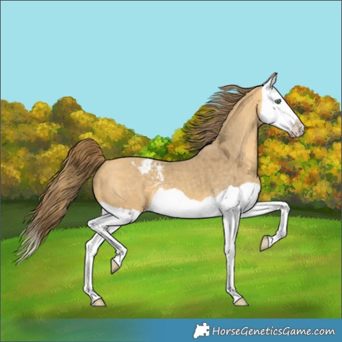 Horse Color:Amber Cream Champagne Splash Varnish