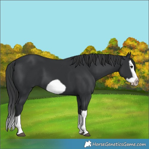 Horse Color:Black Splash Frame