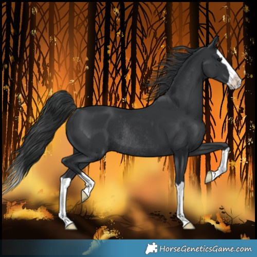 Horse Color:Black Splash Rabicano 