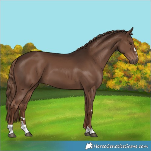 Horse Color:Liver Chestnut 