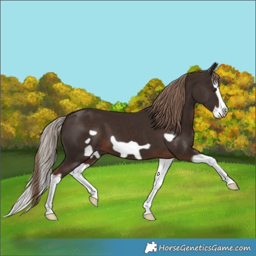 Horse Color:Liver Chestnut Splash Frame 