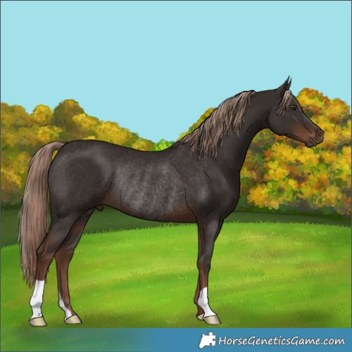 Horse Color:Liver Chestnut Rabicano