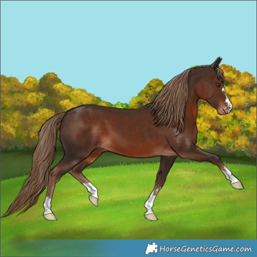 Horse Color:Liver Chestnut 