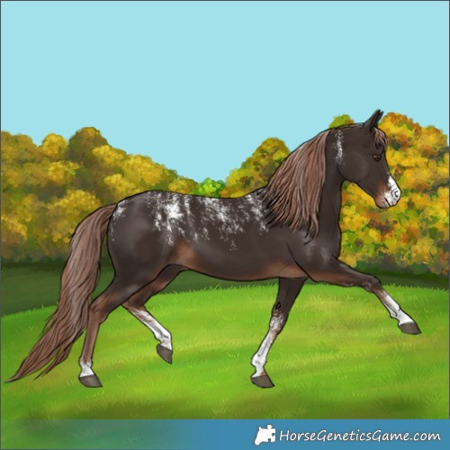 Horse Color:Powder White Liver Chestnut 