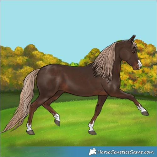 Horse Color:Liver Chestnut 