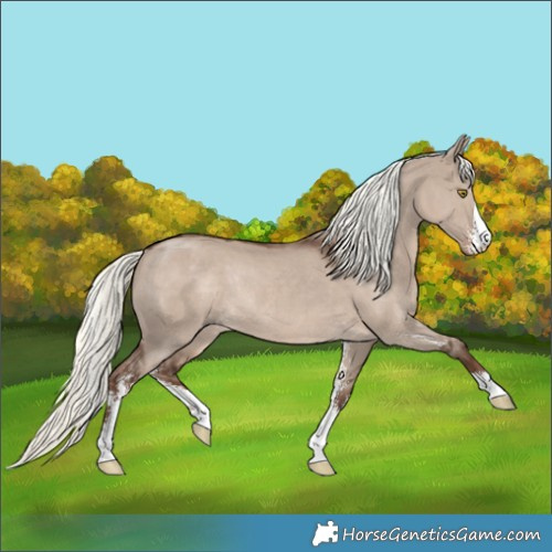 Horse Color:Liver Red Dun Mushroom Sabino Rabicano 