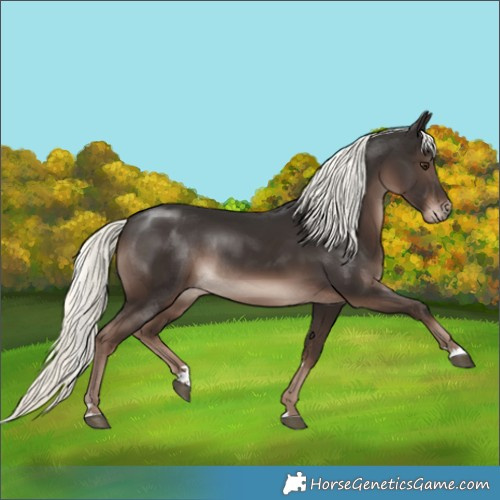 Horse Color:Liver Chestnut Mushroom Rabicano 